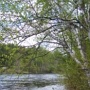 Sur le chemin du retour, nous longeons la rivière Kennebec,<br />rivière qui a beaucoup servi à faire descendre la "pitoune".<br />La drave a cessé en 1976